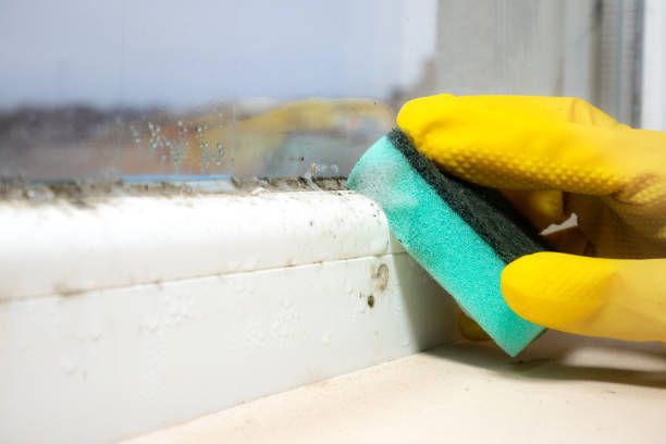 Best Mold Cleaning Services  in East Tawas, MI