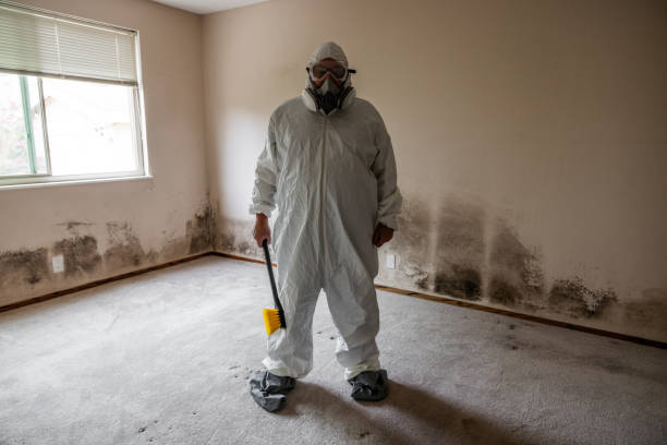 Office Mold Removal Services in East Tawas, MI