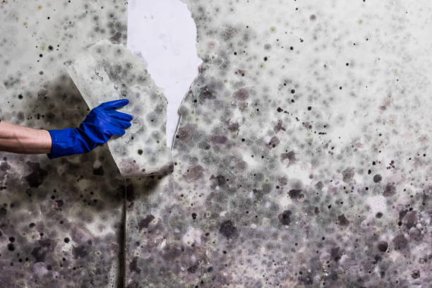 East Tawas, MI Mold Removal Company